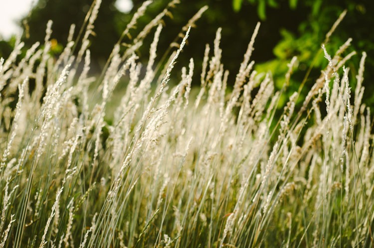 Hay fever treatments