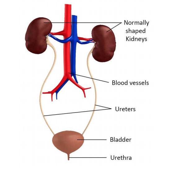 6 Step Handwashing Guide  Bladder & Bowel Community